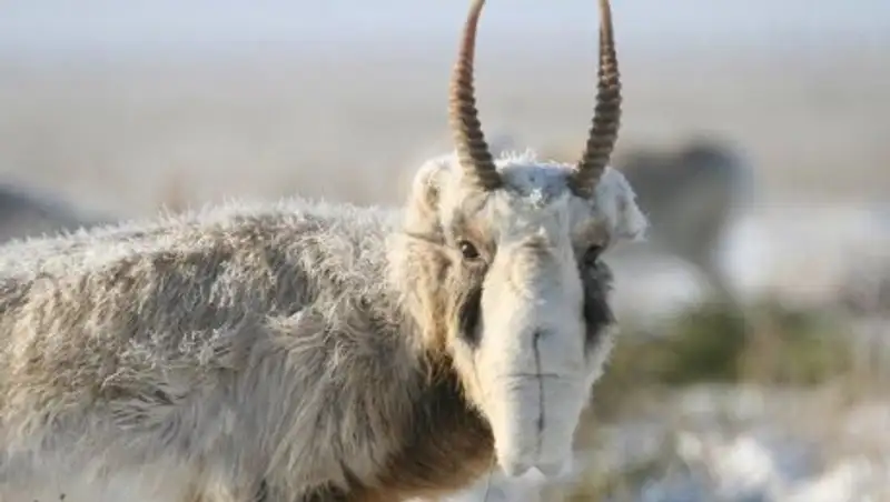 В ЗКО нашли более 80 туш сайгаков