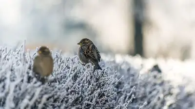 Заморозки, осадки и туман: какой будет погода в Казахстане 16 сентября, фото - Новости Zakon.kz от 15.09.2023 16:25