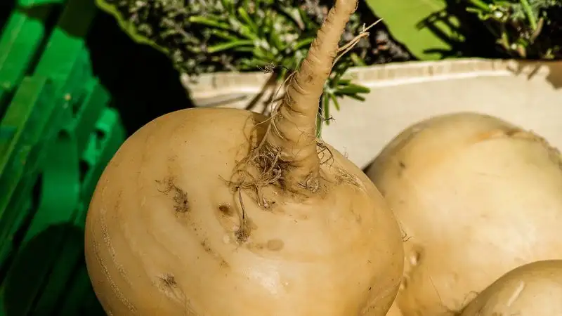 Фейк о чудодейственных свойствах репы опровергли в Казахстане