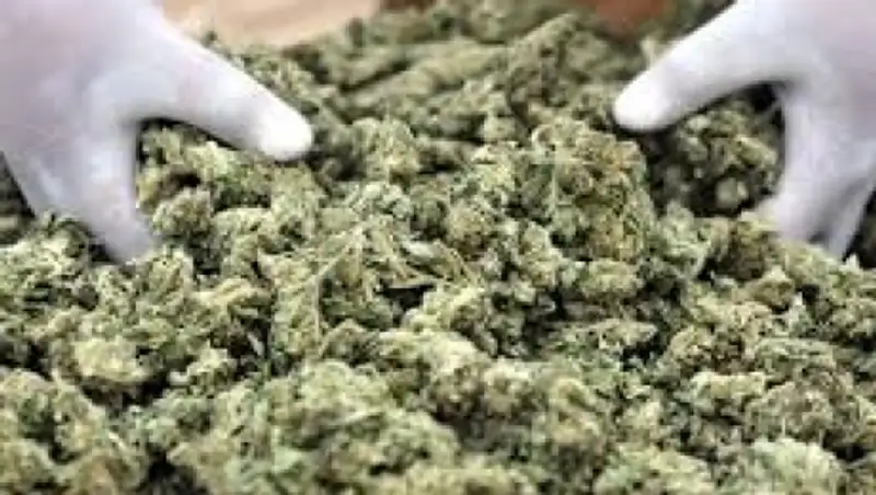 27 килограмм марихуаны изъяли у жителя Акмолинской области