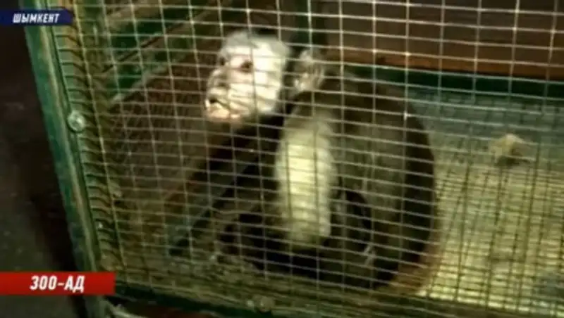 Скандал с зоопарком в Шымкенте: животных увезут из Казахстана