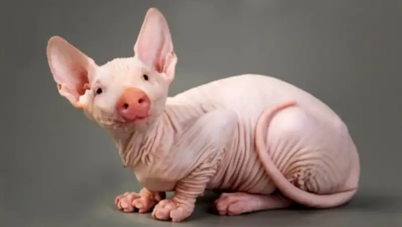 20 животных, которых вы никогда не увидите