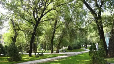 новые правила содержания зеленых насаждений разработали в Алматы