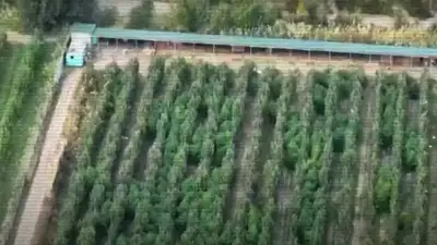 Коноплю в яблоневом саду Алматинской области засекли с воздуха, фото - Новости Zakon.kz от 16.10.2023 14:57