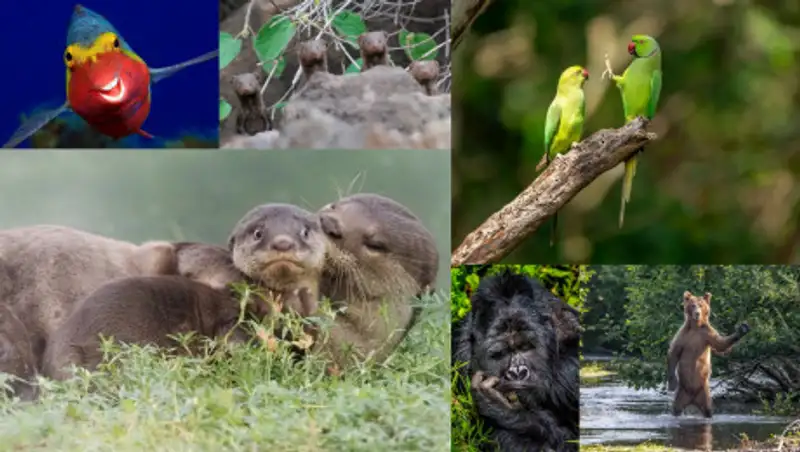 Comedy Wildlife Photography Awards 2020 - самые забавные фотографии дикой природы