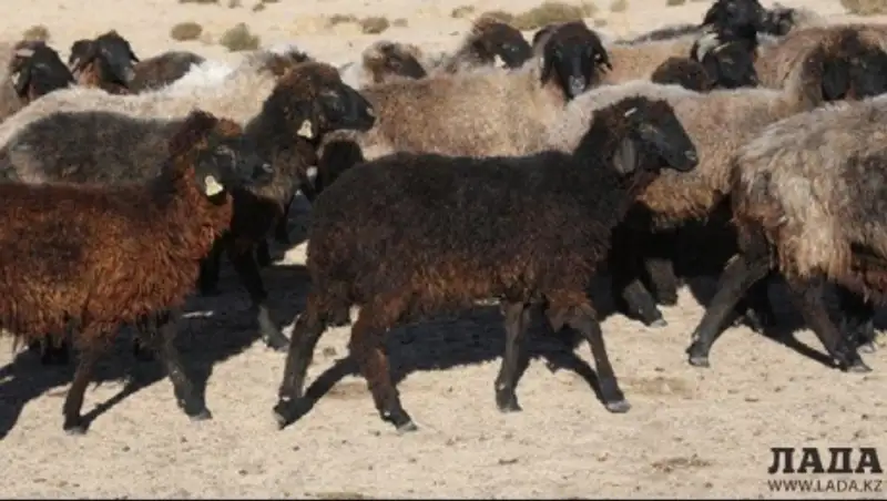 В Мангистауской области планируют развивать отгонное животноводство