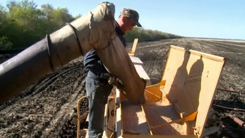 Из-за непогоды крестьяне ЗКО могут остаться без урожая