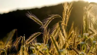 пшеница, фото - Новости Zakon.kz от 14.05.2022 11:05