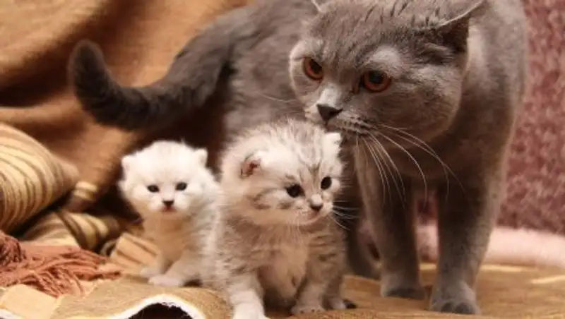 Жителя Астаны оштрафовали за жестокое обращение с животными