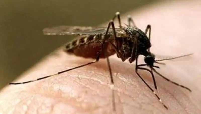 На борьбу с комарами в Павлодаре потратят 160 млн тенге