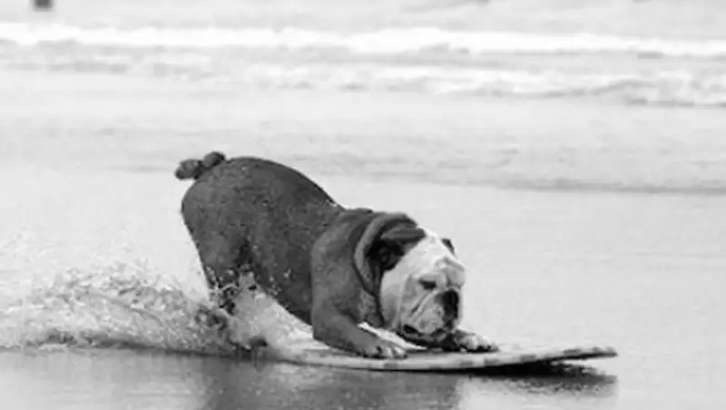 Умер самый знаменитый в мире пес-скейтбордист