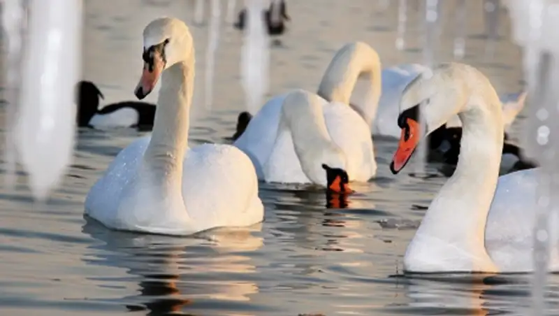 Браконьеры застрелили двух лебедей в Акмолинской области