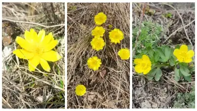 Бурабай, весна, цветы, фото - Новости Zakon.kz от 14.04.2022 13:09