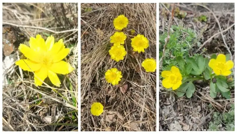 Не срывайте: красавцы-первоцветы расцвели в парке «Бурабай»