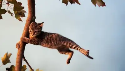 Pavlodarnews.kz, фото - Новости Zakon.kz от 25.06.2018 18:54