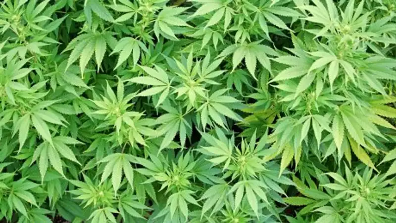 Одного из первых лиц Грузии заподозрили в употреблении марихуаны