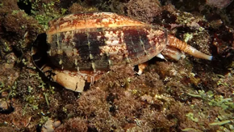 Самые ядовитые улитки в мире научились охотиться на рыб с помощью инсулина