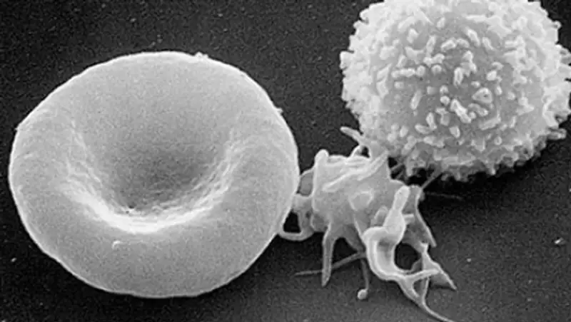 Найден эффективный способ борьбы с раком