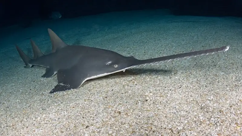 Самки рыбы-пилы научились рожать без самцов