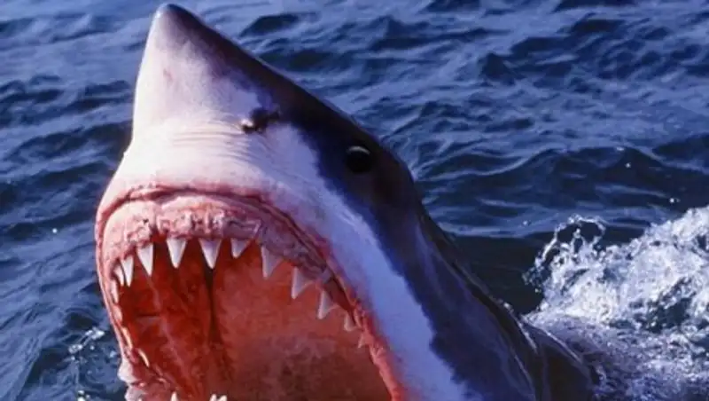 Акулы окупировали тайский пляж, где снимали фильм с Ди Каприо