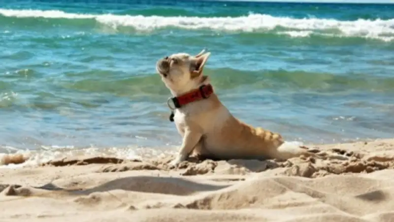 15 забавных собак, которые очень рады, что наконец-то пришло лето