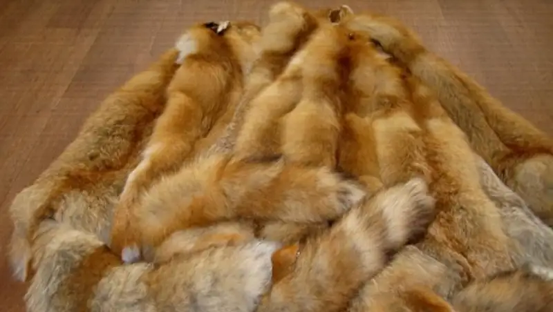 Крупную партию лисьих шкур не удалось провезти через казахстанско-российскую границу