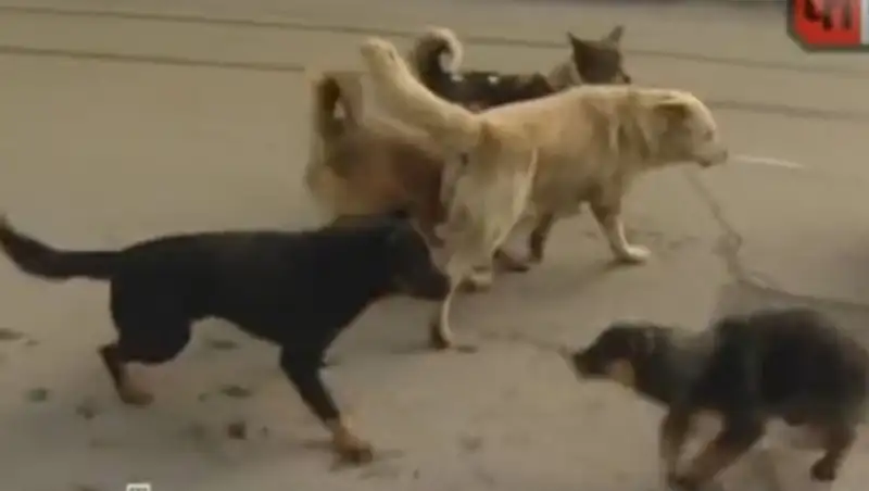 В России мать загрызанного собаками школьника получила 2 миллиона рублей компенсации