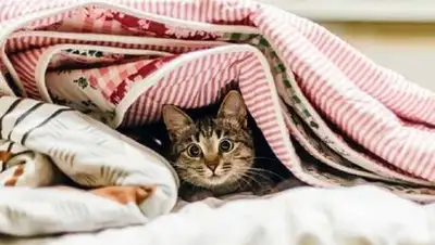 vecherka74.ru, фото - Новости Zakon.kz от 15.02.2021 11:03