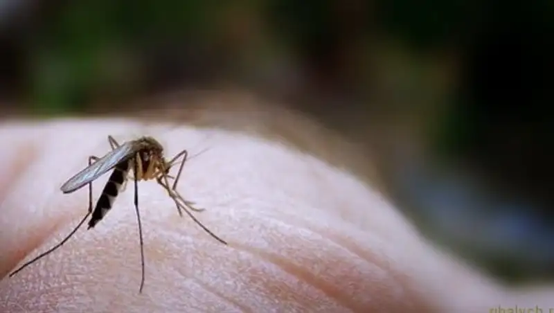 Бір ай бұрынғы тасқыннан кейін Ақтөбеде маса қаптап кетіпті