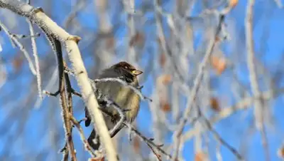 vestipmr.info, фото - Новости Zakon.kz от 12.02.2018 13:11