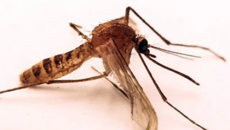 Люди стали причиной появления новых видов организмов