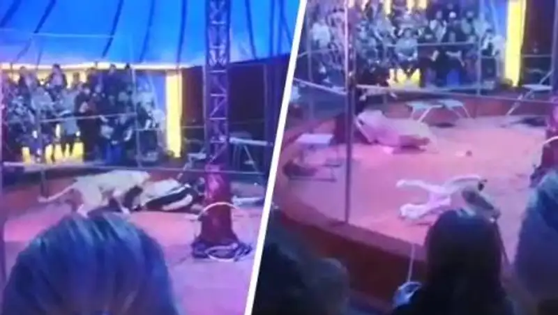 Нападение львицы на дрессировщика в России попало на видео