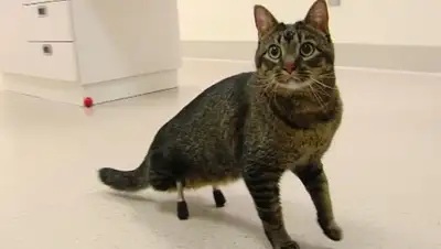 Zakon.kz, фото - Новости Zakon.kz от 11.12.2015 15:52