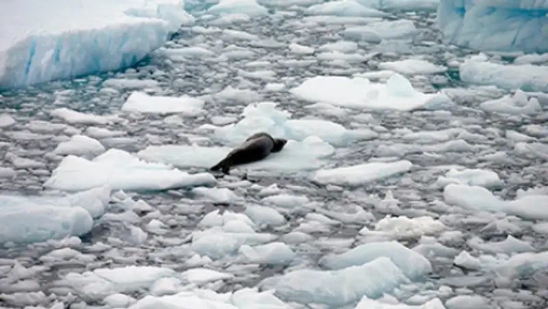 Ученые сообщили об угрожающей скорости таяния шельфовых ледников Антарктиды