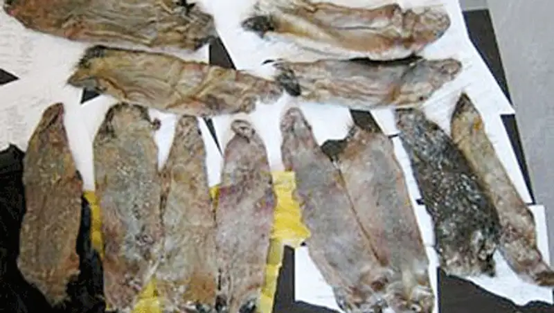 В Алматинской области у браконьера изъято 170 шкурок ондатры