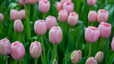 Какой будет погодна в последние дни апреля в Казахстане , фото - Новости Zakon.kz от 28.04.2023 16:02