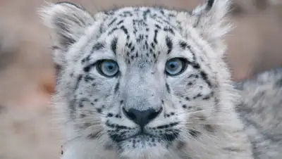 alexeyosokin.com, фото - Новости Zakon.kz от 21.02.2020 23:49