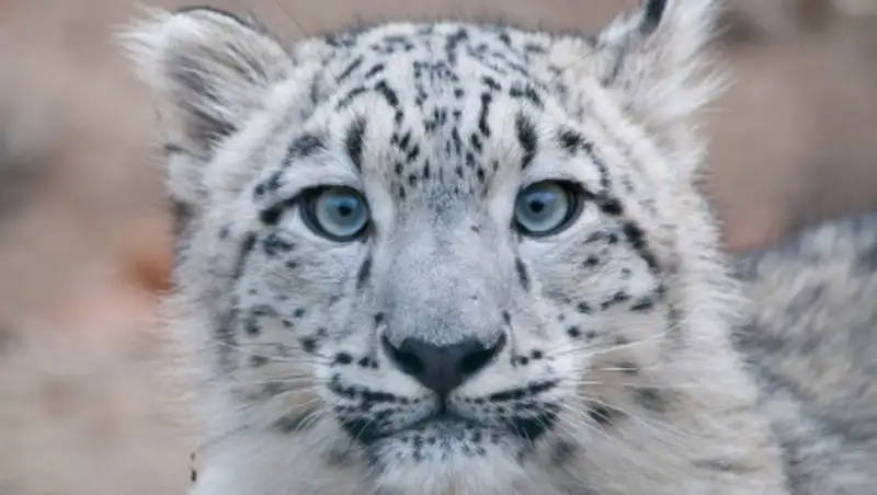 Браконьер пытался продать шкуры снежных барсов