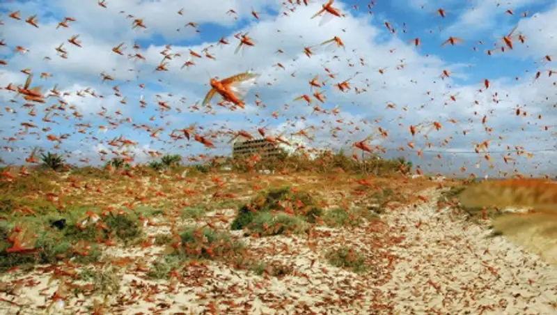 Самое страшное нашествие саранчи переживает Индия
