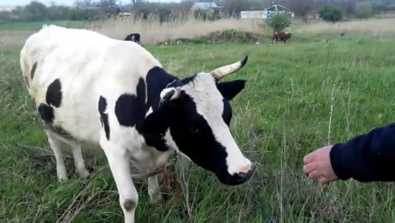 Ужесточить ответственность за кражи скота предлагает МВД