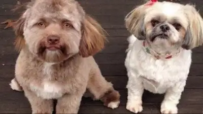 скриншот, фото - Новости Zakon.kz от 13.03.2018 06:56