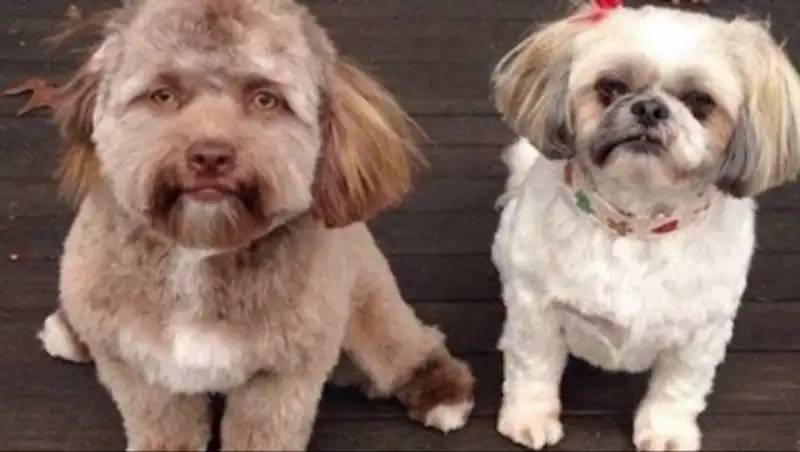 Пользователей соцсетей удивило фото собаки с человеческим лицом