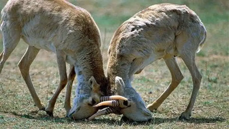 В Западном Казахстане увеличилось поголовье сайги