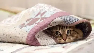 Фото с сайта 31tv.ru, фото - Новости Zakon.kz от 28.01.2018 07:58