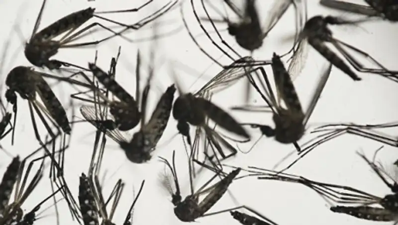 В Колумбии число зараженных вирусом Зика превысило 58,8 тысячи человек