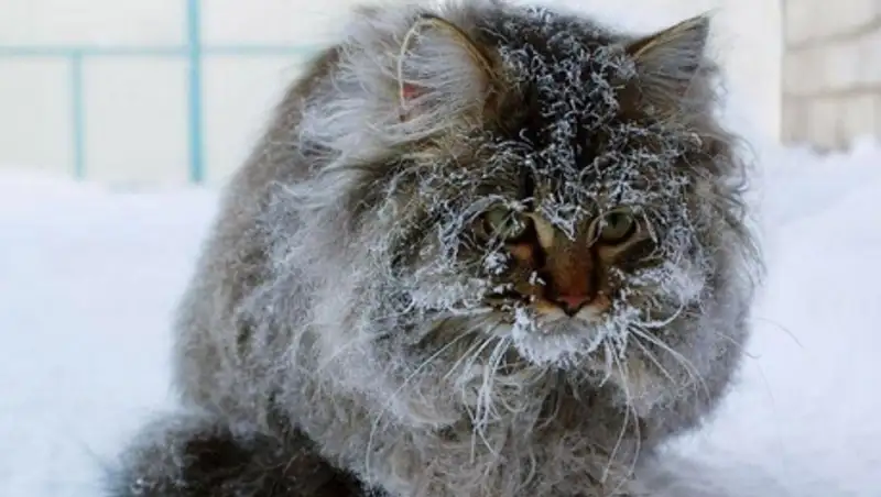 Морозная погода без осадков ожидается сегодня в Казахстане