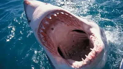 Фото @Alamy с dailymail.co.uk, фото - Новости Zakon.kz от 28.12.2017 19:52