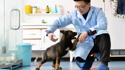 chinadaily.com.cn, фото - Новости Zakon.kz от 26.03.2019 15:29