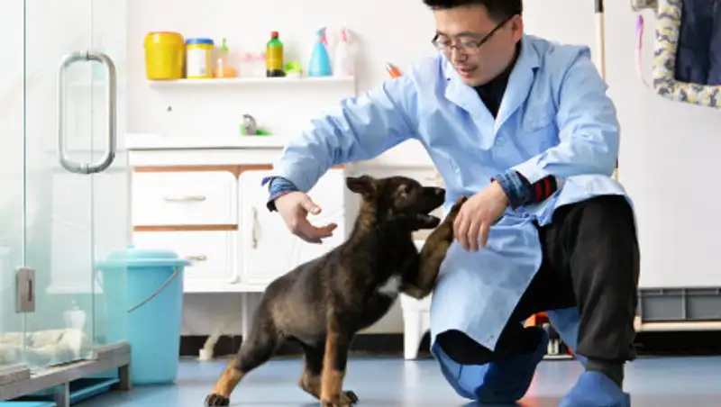 Первая клонированная полицейская собака приступила к тренировкам