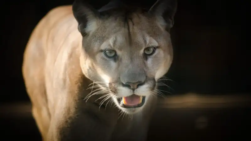Две голодные пумы напали на семилетнего мальчика
